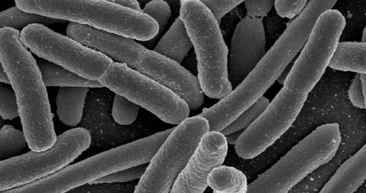 वैज्ञानिकों की अद्भुत खोज,  तेल पीने वाले नए बैक्टीरिया का पता लगाया